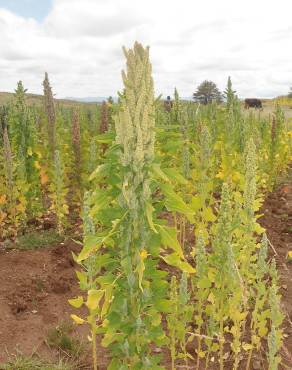 Fotografia 1 da espécie Chenopodium quinoa no Jardim Botânico UTAD