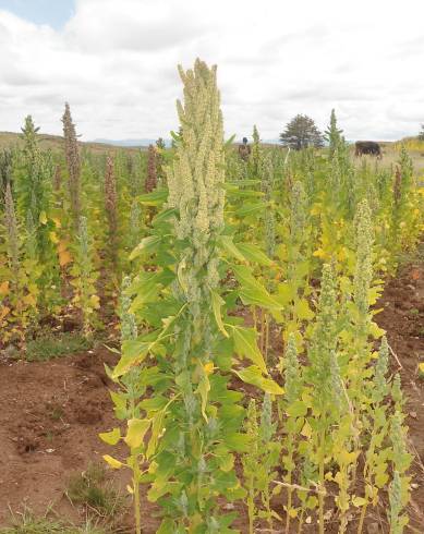 Fotografia de capa Chenopodium quinoa - do Jardim Botânico