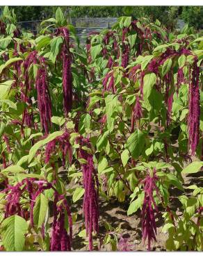 Fotografia 1 da espécie Amaranthus caudatus no Jardim Botânico UTAD