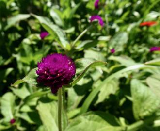 Fotografia da espécie Gomphrena globosa