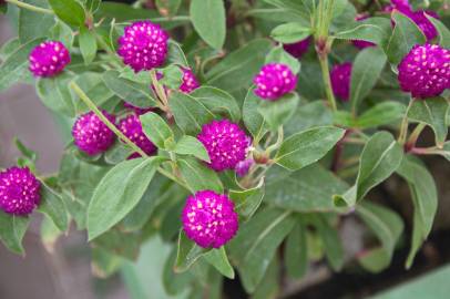 Fotografia da espécie Gomphrena globosa