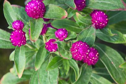 Fotografia da espécie Gomphrena globosa