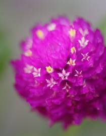 Fotografia da espécie Gomphrena globosa