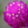 Fotografia 4 da espécie Gomphrena globosa do Jardim Botânico UTAD