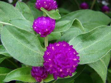 Fotografia da espécie Gomphrena globosa