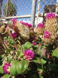 Fotografia da espécie Gomphrena globosa