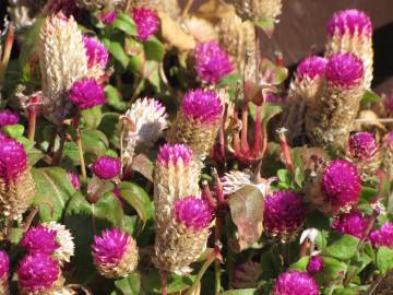 Fotografia da espécie Gomphrena globosa