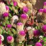 Fotografia 7 da espécie Gomphrena globosa do Jardim Botânico UTAD