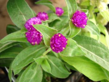 Fotografia da espécie Gomphrena globosa