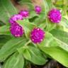 Fotografia 8 da espécie Gomphrena globosa do Jardim Botânico UTAD