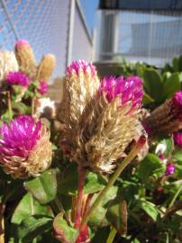 Fotografia da espécie Gomphrena globosa