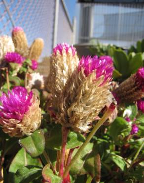 Fotografia 9 da espécie Gomphrena globosa no Jardim Botânico UTAD