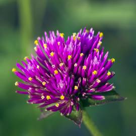 Fotografia da espécie Gomphrena globosa