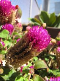 Fotografia da espécie Gomphrena globosa