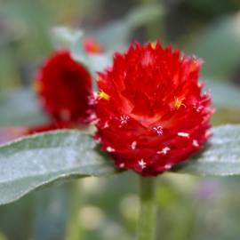 Fotografia da espécie Gomphrena globosa