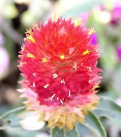 Fotografia da espécie Gomphrena globosa