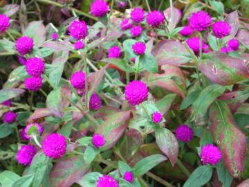 Fotografia da espécie Gomphrena globosa