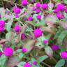 Fotografia 15 da espécie Gomphrena globosa do Jardim Botânico UTAD