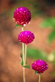 Fotografia da espécie Gomphrena globosa