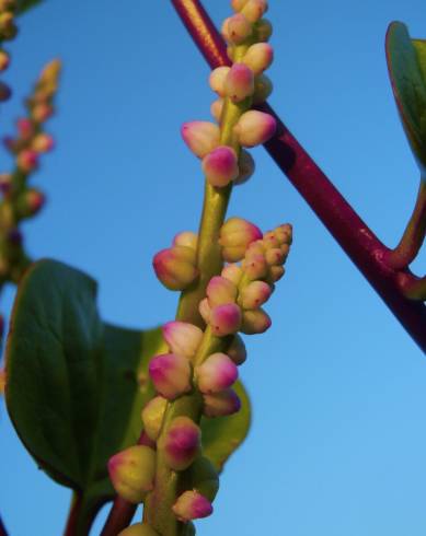 Fotografia de capa Basella alba - do Jardim Botânico