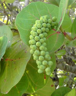 Fotografia 14 da espécie Coccoloba uvifera no Jardim Botânico UTAD