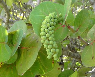 Fotografia da espécie Coccoloba uvifera