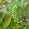 Fotografia 14 da espécie Coccoloba uvifera do Jardim Botânico UTAD