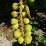 Fotografia 15 da espécie Coccoloba uvifera do Jardim Botânico UTAD