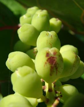 Fotografia 16 da espécie Coccoloba uvifera no Jardim Botânico UTAD