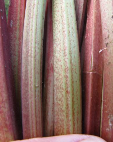 Fotografia de capa Rheum rhabarbarum - do Jardim Botânico