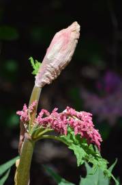 Fotografia da espécie Rheum rhabarbarum