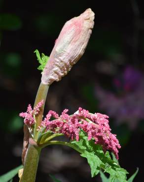 Fotografia 4 da espécie Rheum rhabarbarum no Jardim Botânico UTAD