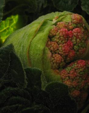 Fotografia 5 da espécie Rheum rhabarbarum no Jardim Botânico UTAD