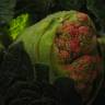 Fotografia 5 da espécie Rheum rhabarbarum do Jardim Botânico UTAD
