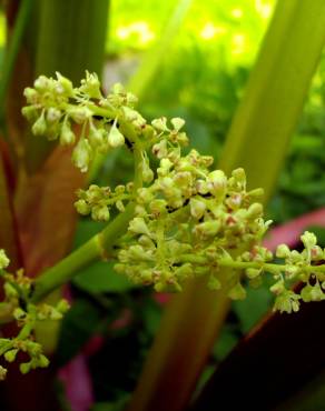 Fotografia 6 da espécie Rheum rhabarbarum no Jardim Botânico UTAD