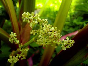 Fotografia da espécie Rheum rhabarbarum