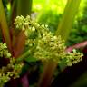 Fotografia 6 da espécie Rheum rhabarbarum do Jardim Botânico UTAD