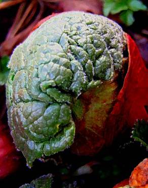 Fotografia 7 da espécie Rheum rhabarbarum no Jardim Botânico UTAD