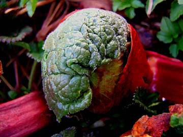 Fotografia da espécie Rheum rhabarbarum