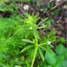 Fotografia 16 da espécie Galium aparine subesp. aparine do Jardim Botânico UTAD