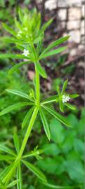 Fotografia da espécie Galium aparine subesp. aparine