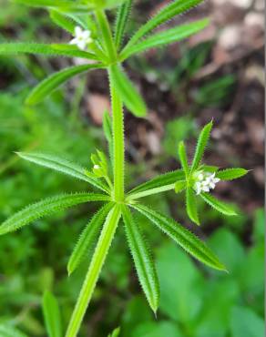 Fotografia 17 da espécie Galium aparine subesp. aparine no Jardim Botânico UTAD