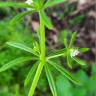 Fotografia 17 da espécie Galium aparine subesp. aparine do Jardim Botânico UTAD