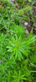 Fotografia da espécie Galium aparine subesp. aparine