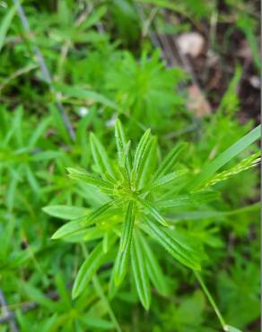 Fotografia 18 da espécie Galium aparine subesp. aparine no Jardim Botânico UTAD