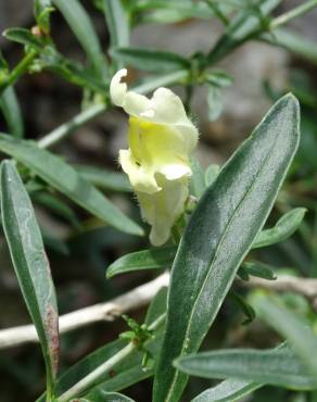 Fotografia 7 da espécie Antirrhinum braun-blanquetii no Jardim Botânico UTAD