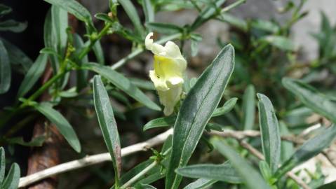 Fotografia da espécie Antirrhinum braun-blanquetii