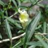 Fotografia 7 da espécie Antirrhinum braun-blanquetii do Jardim Botânico UTAD