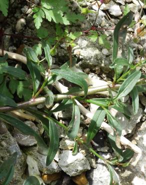 Fotografia 8 da espécie Antirrhinum braun-blanquetii no Jardim Botânico UTAD