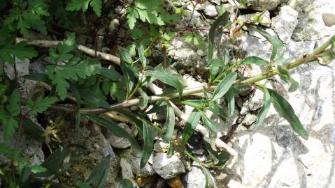 Fotografia da espécie Antirrhinum braun-blanquetii